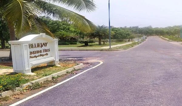 Featured Image of Bluejay Sunshine